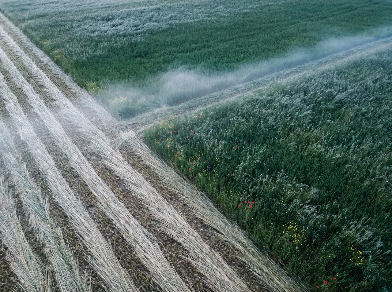 Prairie à l'aube, en partie fauchée, la brume sur l'herbe.